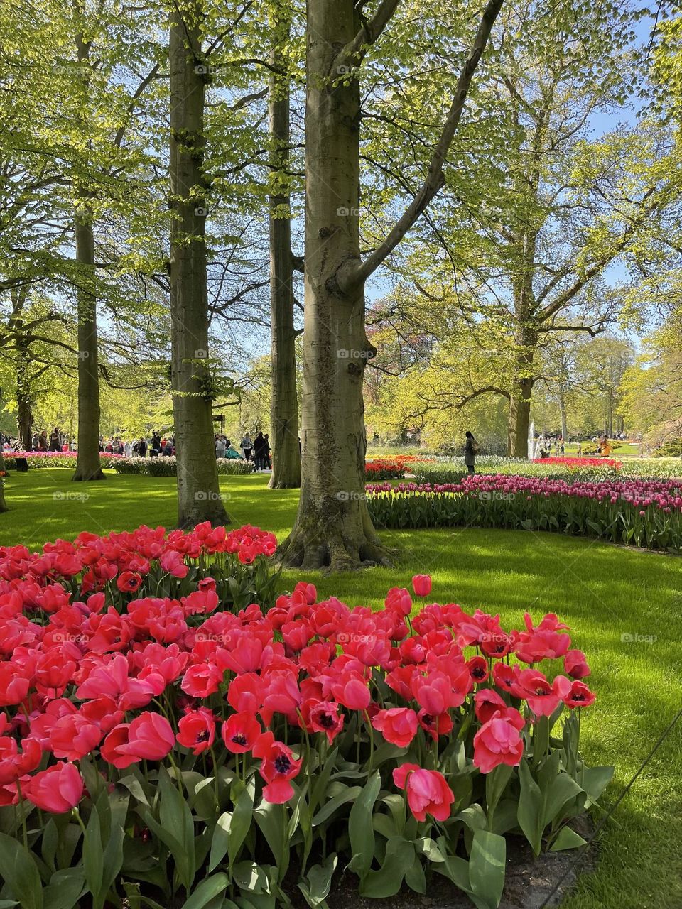 Flowers during spring 