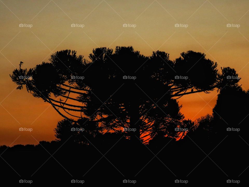 🇧🇷 Majestosa araucária à luz do crepúsculo.
🇺🇲 Majestic Paraná pine tree at the twilight.