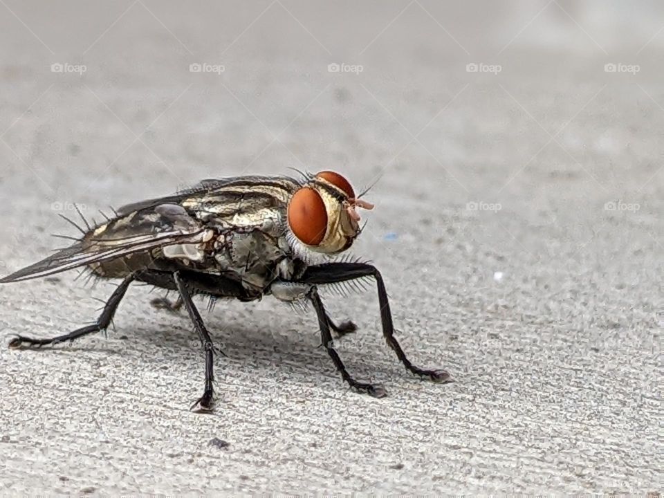 flies perched on the wall