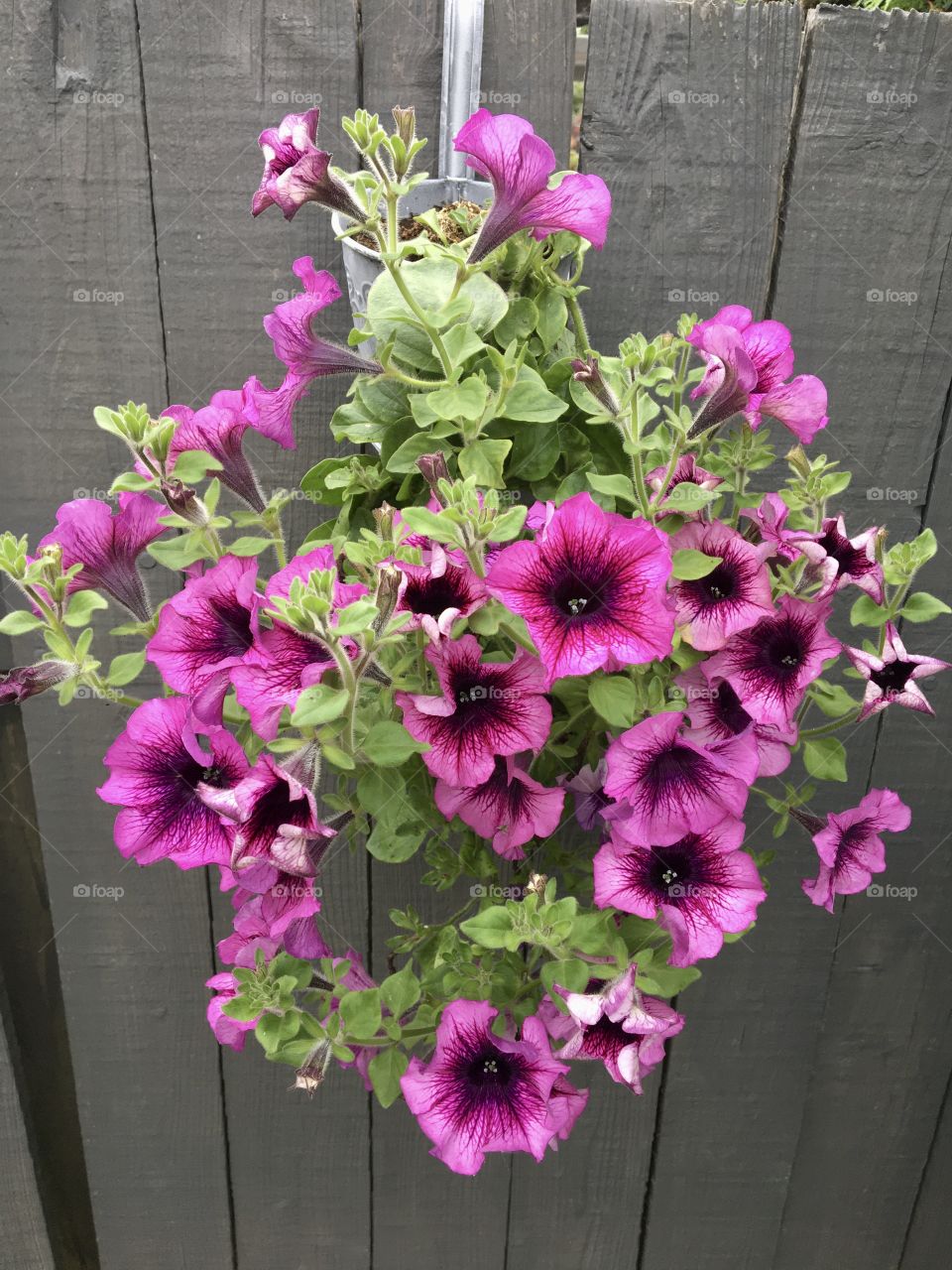 Pretty Petunias brightening up my garden fence 