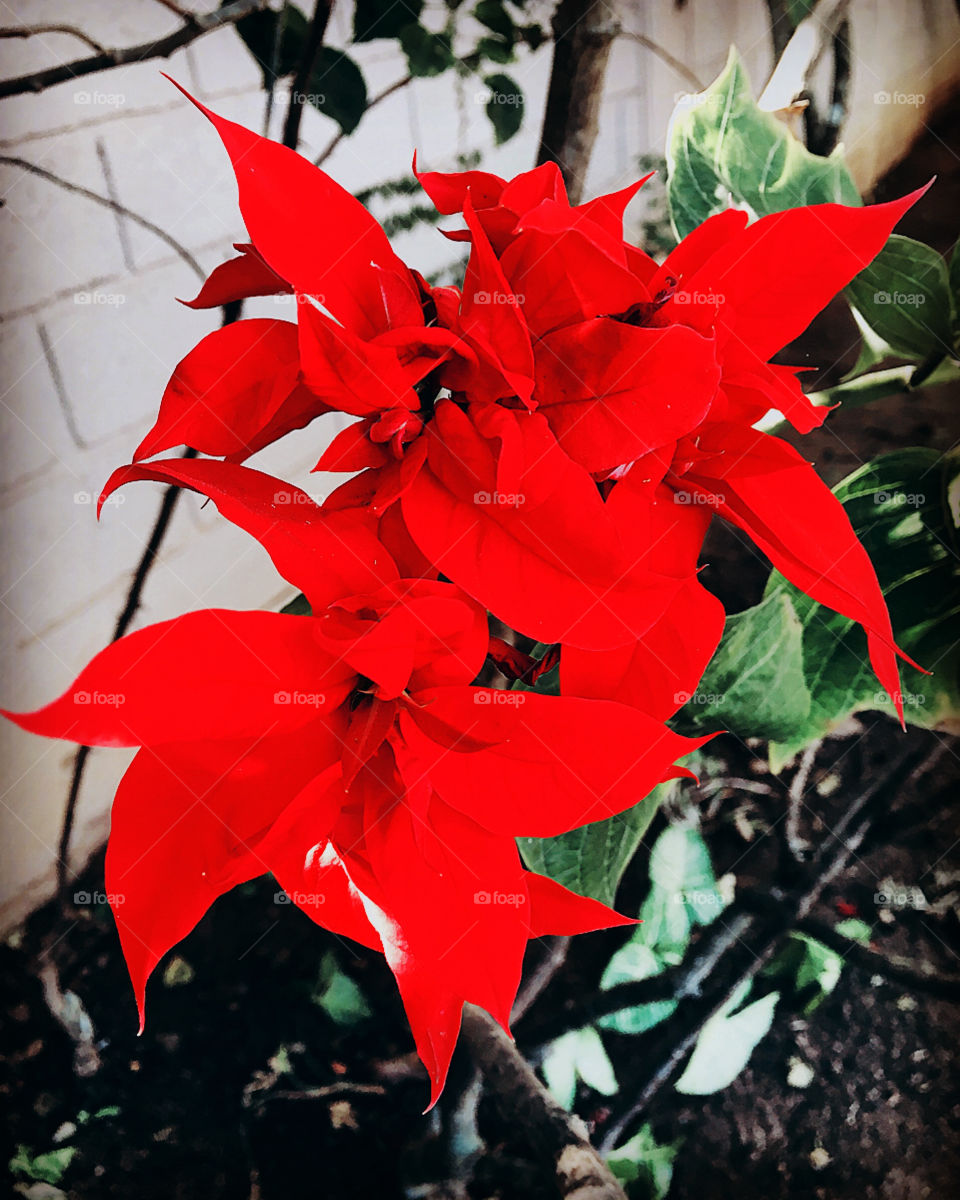 🇺🇸 Very beautiful flowers from Brazil, with their vibrant red foliage! / 🇧🇷 Flores muito bonitas do Brasil, com suas folhagens vermelhas bem vibrantes!