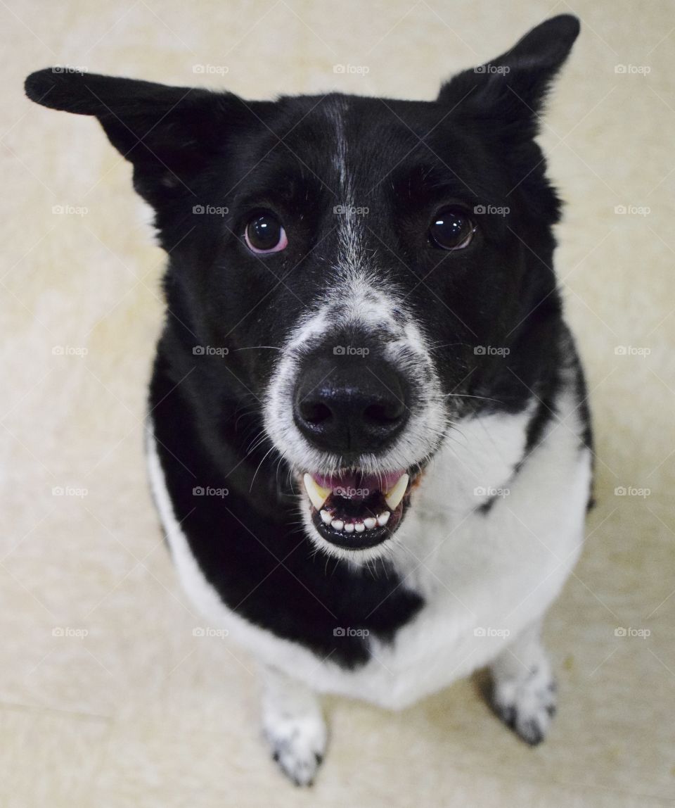 Buddy. He is anxiously waiting for his human brother to come home from basic training.