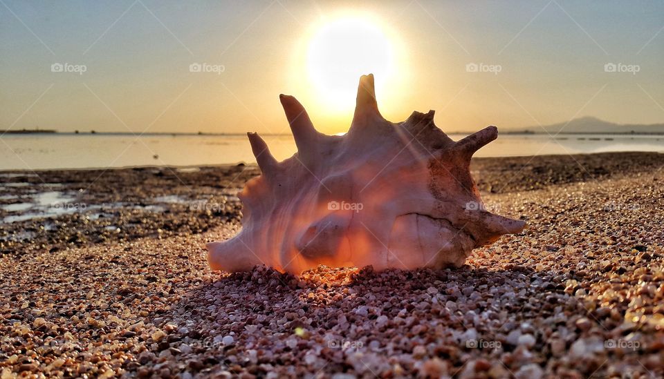 Ракушка на пляже у красного моря