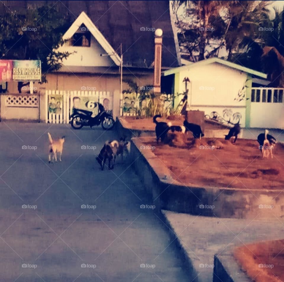 Stray Dogs in the Morning