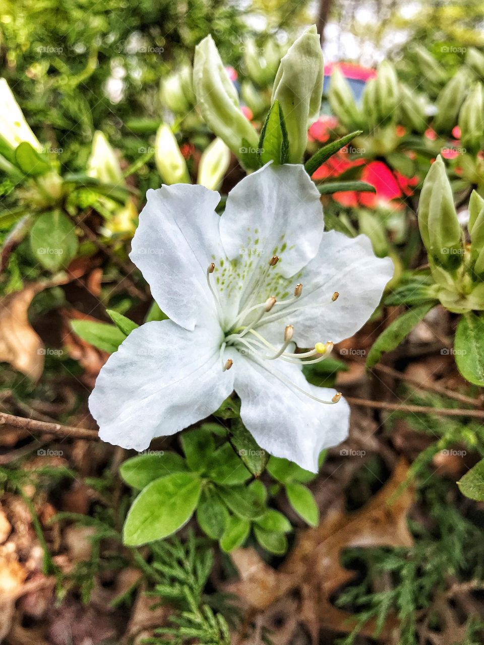 Autumn Ivory Azalea