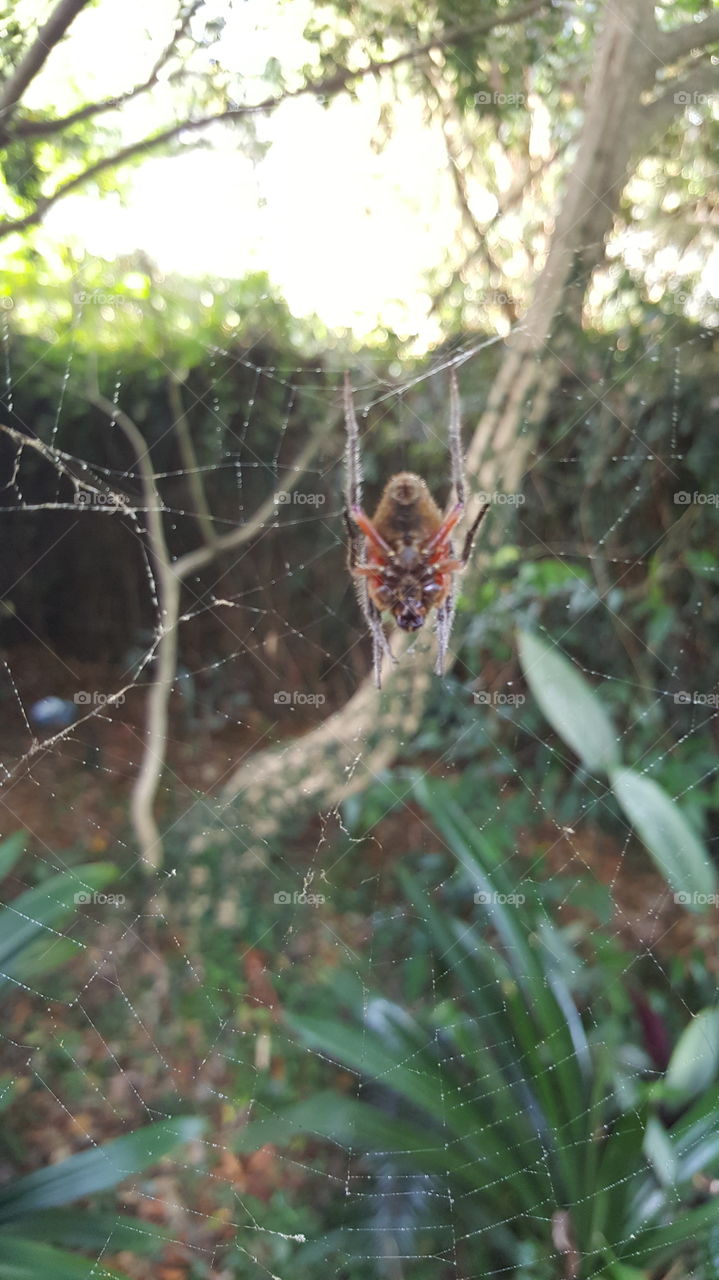 garden orb weaving spider