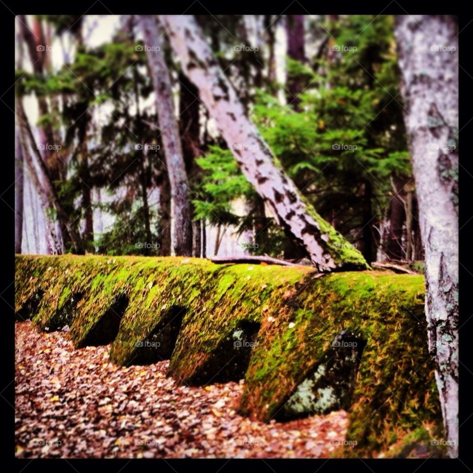 Memory from World War II?