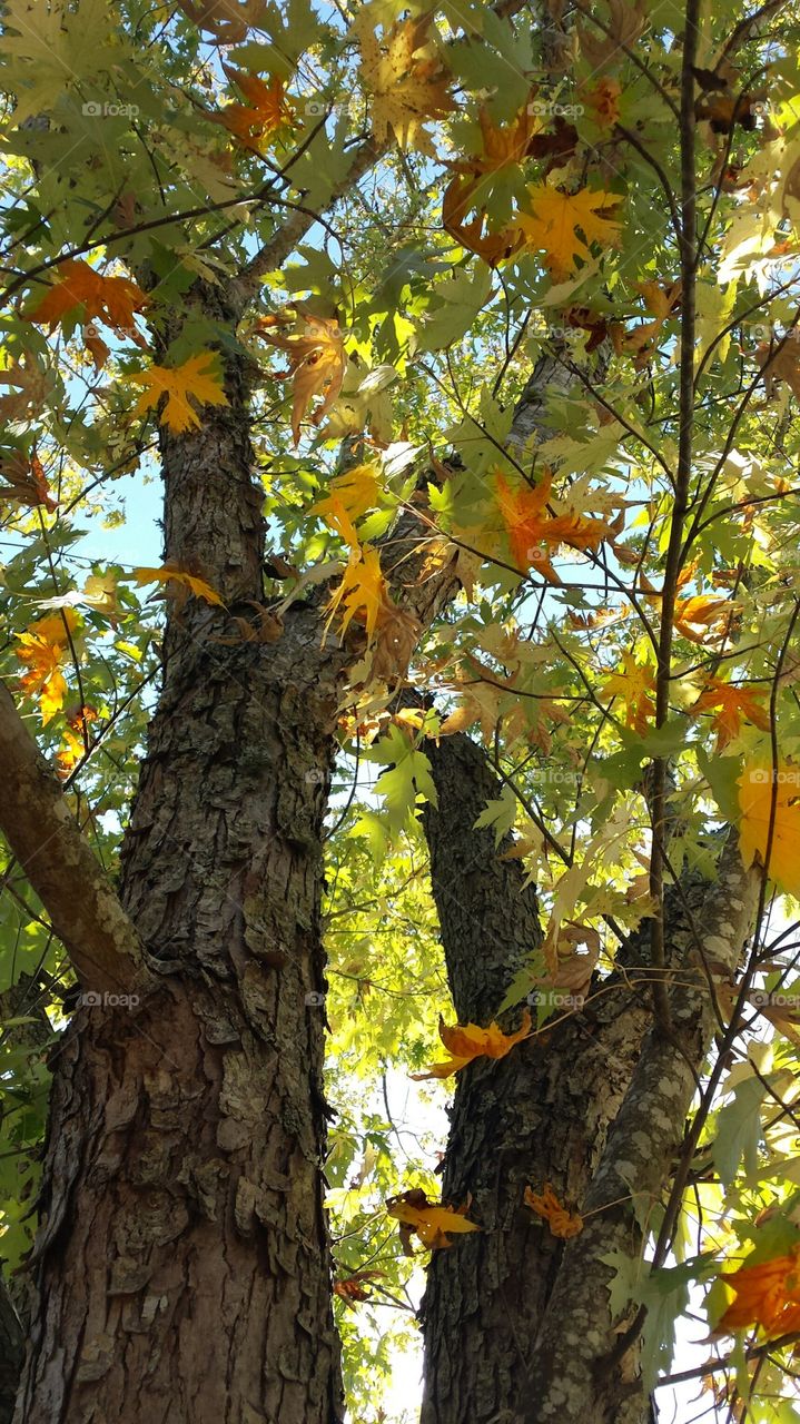 Glistening autumn leaves under the shade tree