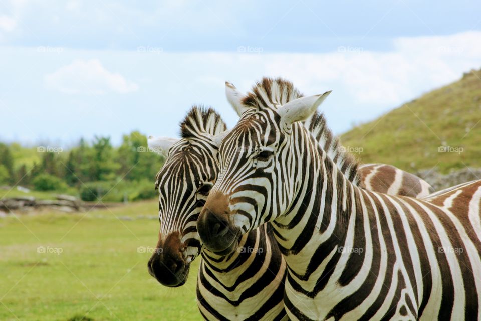 Black and white is elegant 