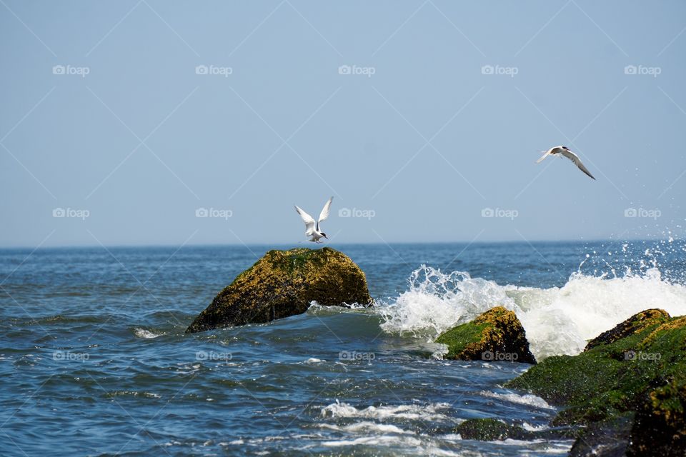 Tern flying up from a rock due to incoming wave crashing against the rock at the beach 