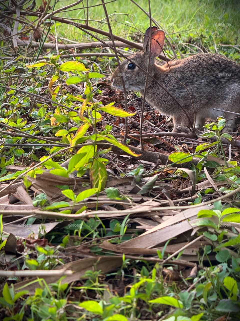 Eastern cottontail rabbit in the field.