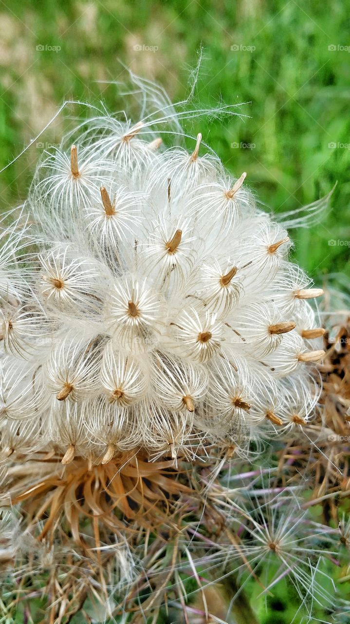 thistle flower parachutes
