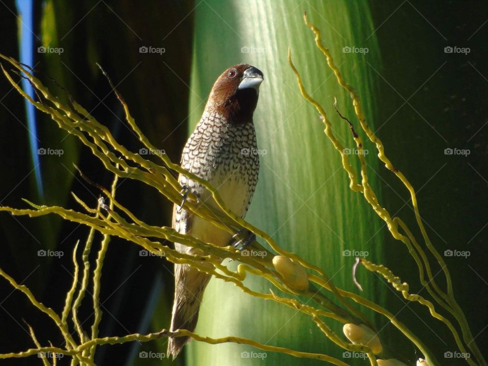 Scally - breasted munia . Colony bird to the branched fruit of palm . Just only captured one as going on a character of old brown colour body dorsal and spreading black spot at the abdominal side of .