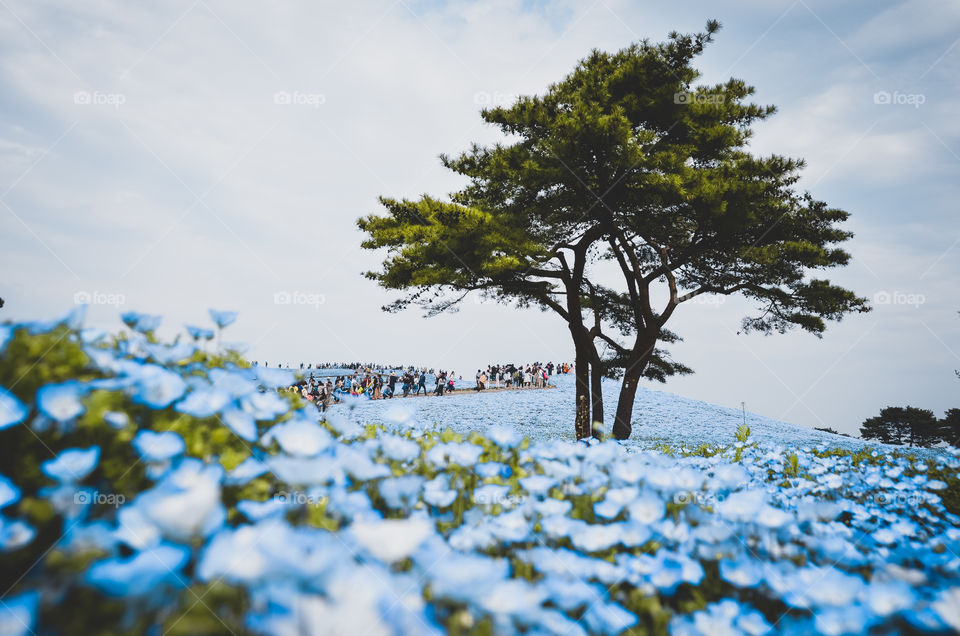 Lonely tree in a sea of flowers