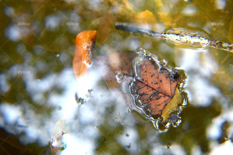 leaf floating on water