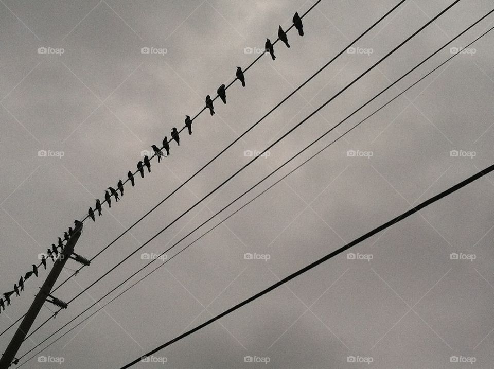 Birds on a wire. Birds on a wire