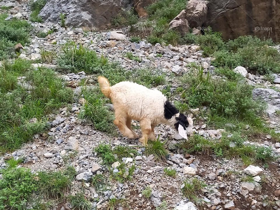 little sheep eat grass