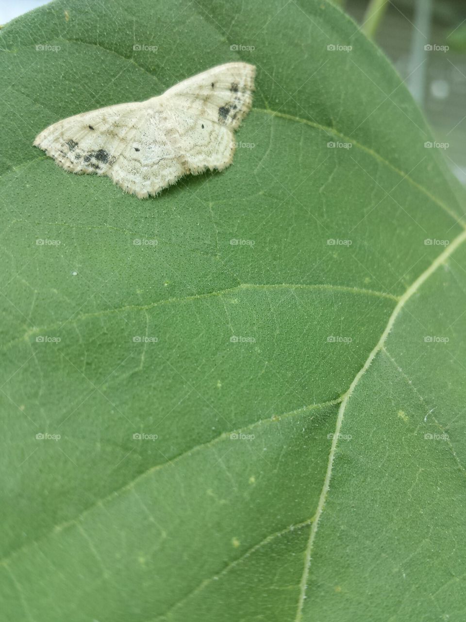 moth and leaf