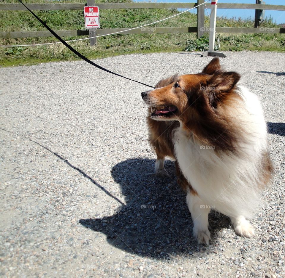 Collie time for a walk 