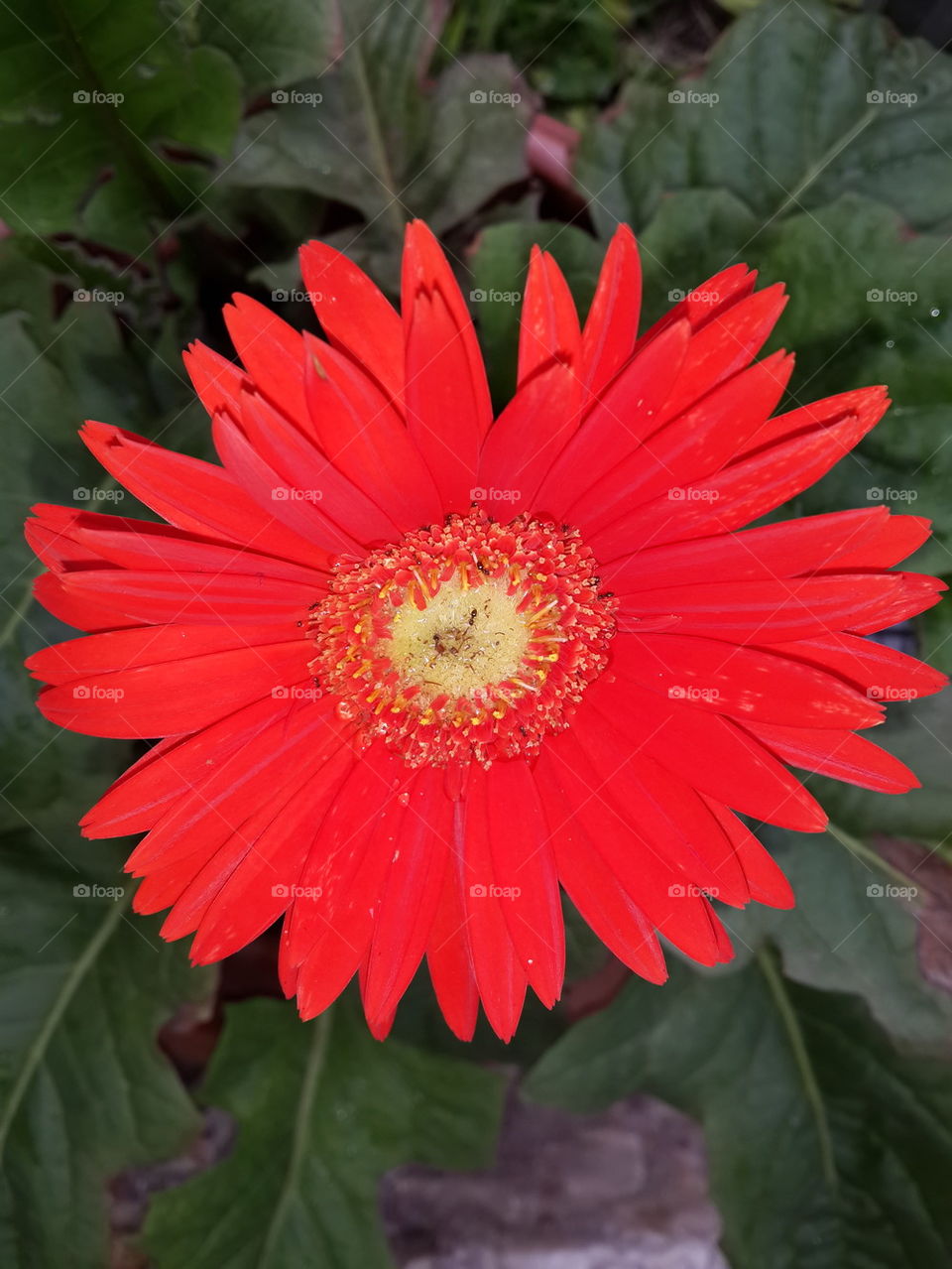 red flower