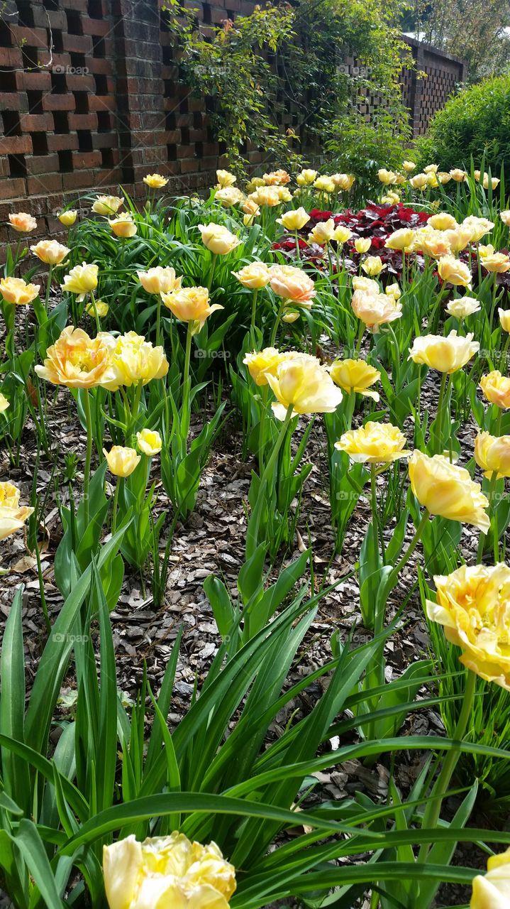 tulip garden. Atlanta Botanical Gardens