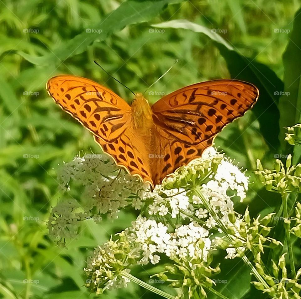 Hello spring🦋 Butterfly in the meadow🦋