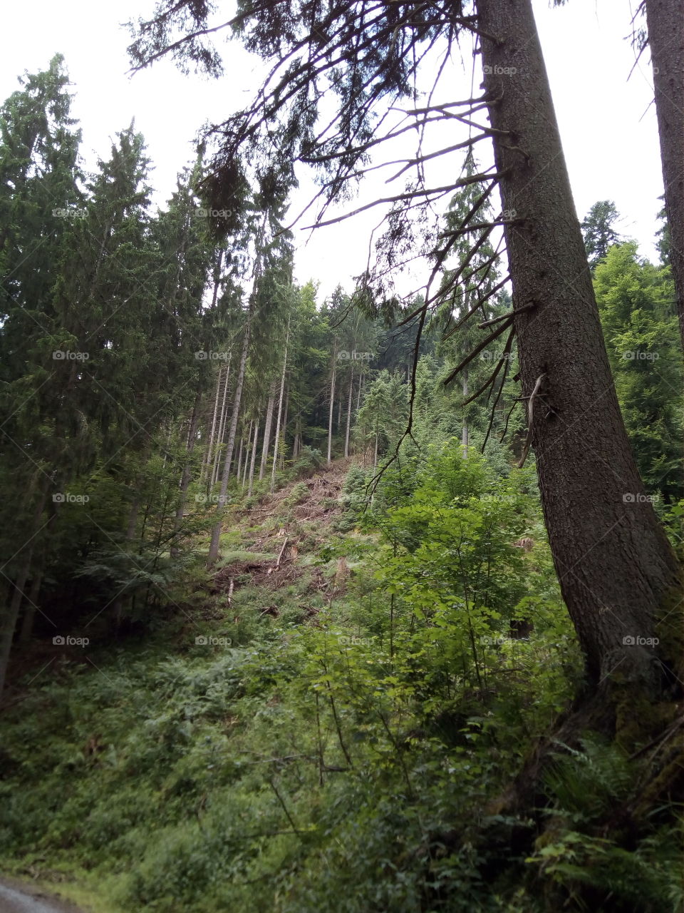 Schwarzwald in Bad Wildbad