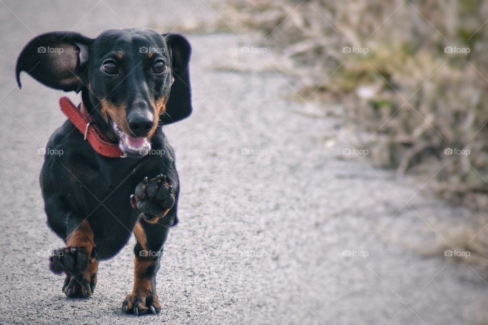 dachshund