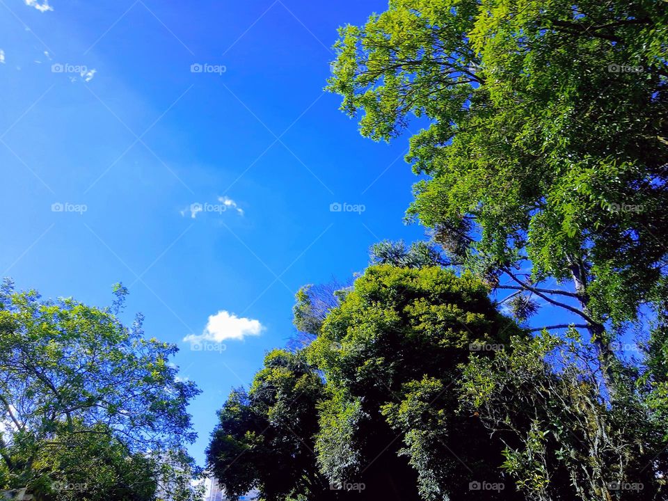 blue sky and trees