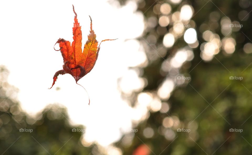 Orange maple leaf floats in the air as it falls.