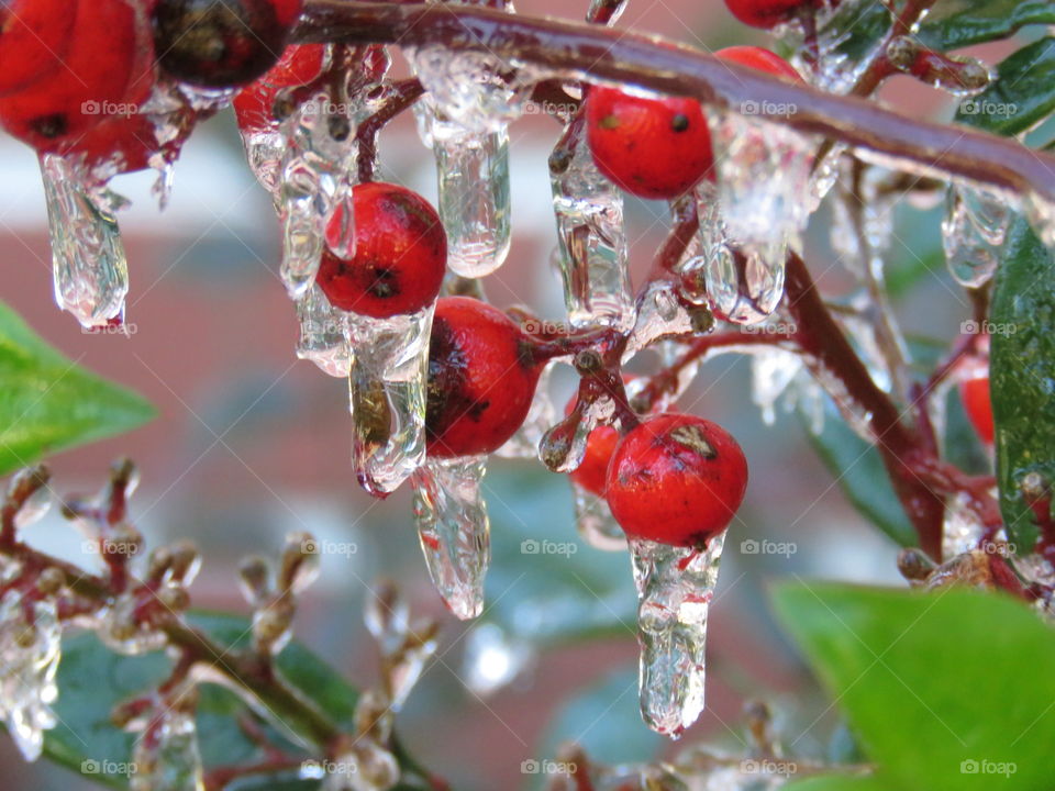 Frozen berries