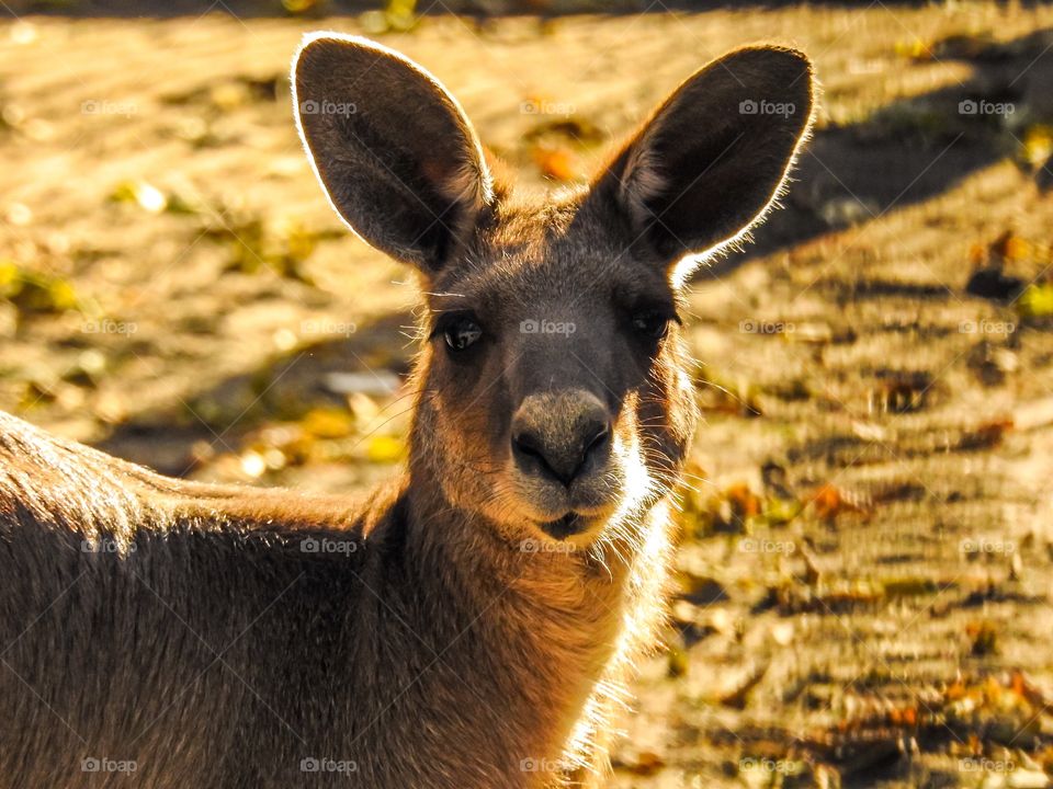 Kangaroo or forester. In scientific terms, a giant kangaroo or a gray eastern kangaroo.
