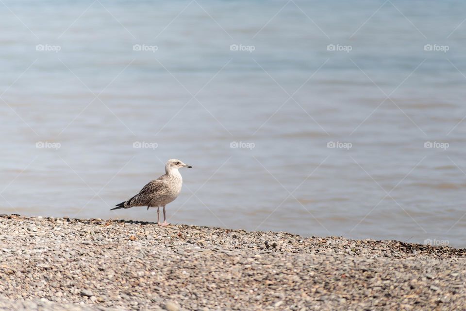 seagull on the beach