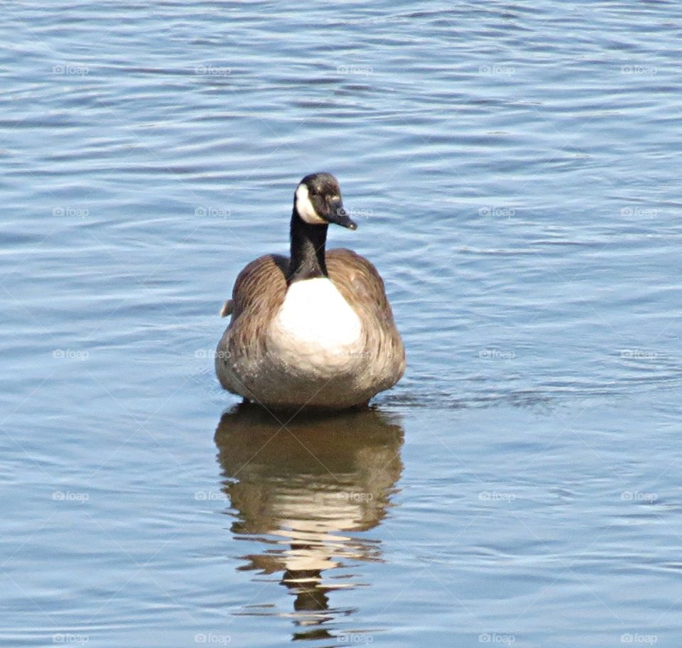 Canada Goose chilling out