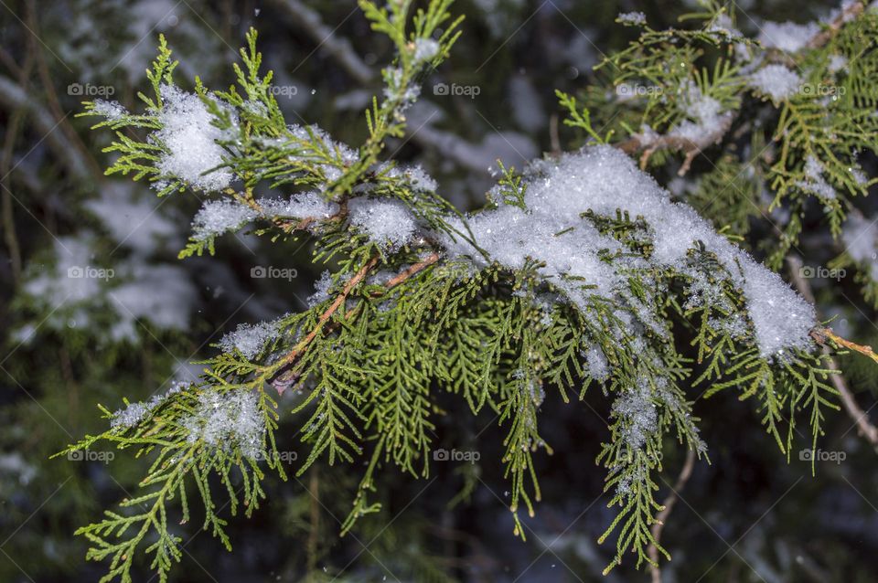 Thuja under the snow.