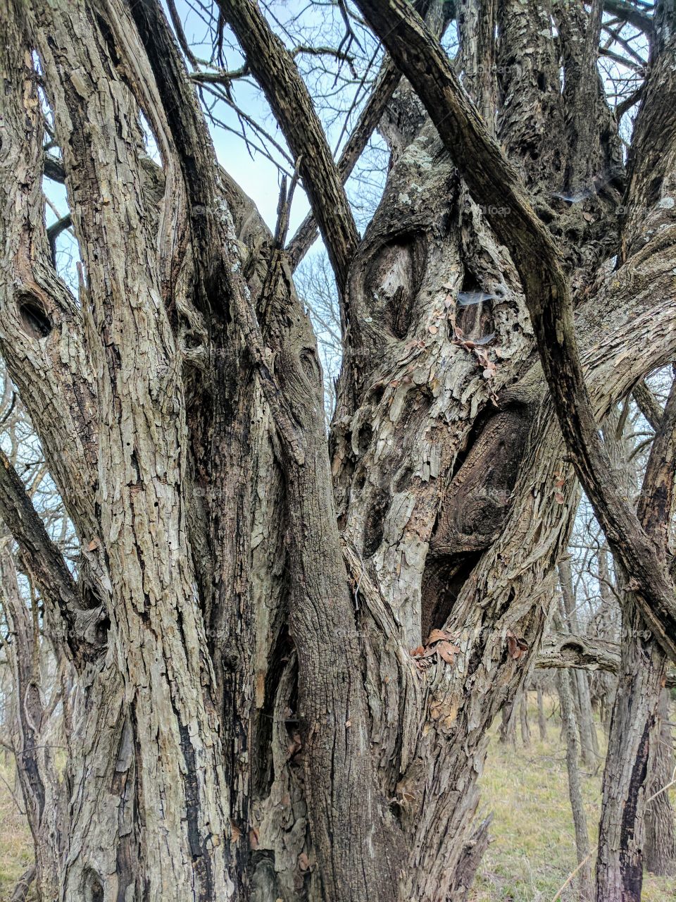 unique tree trunk