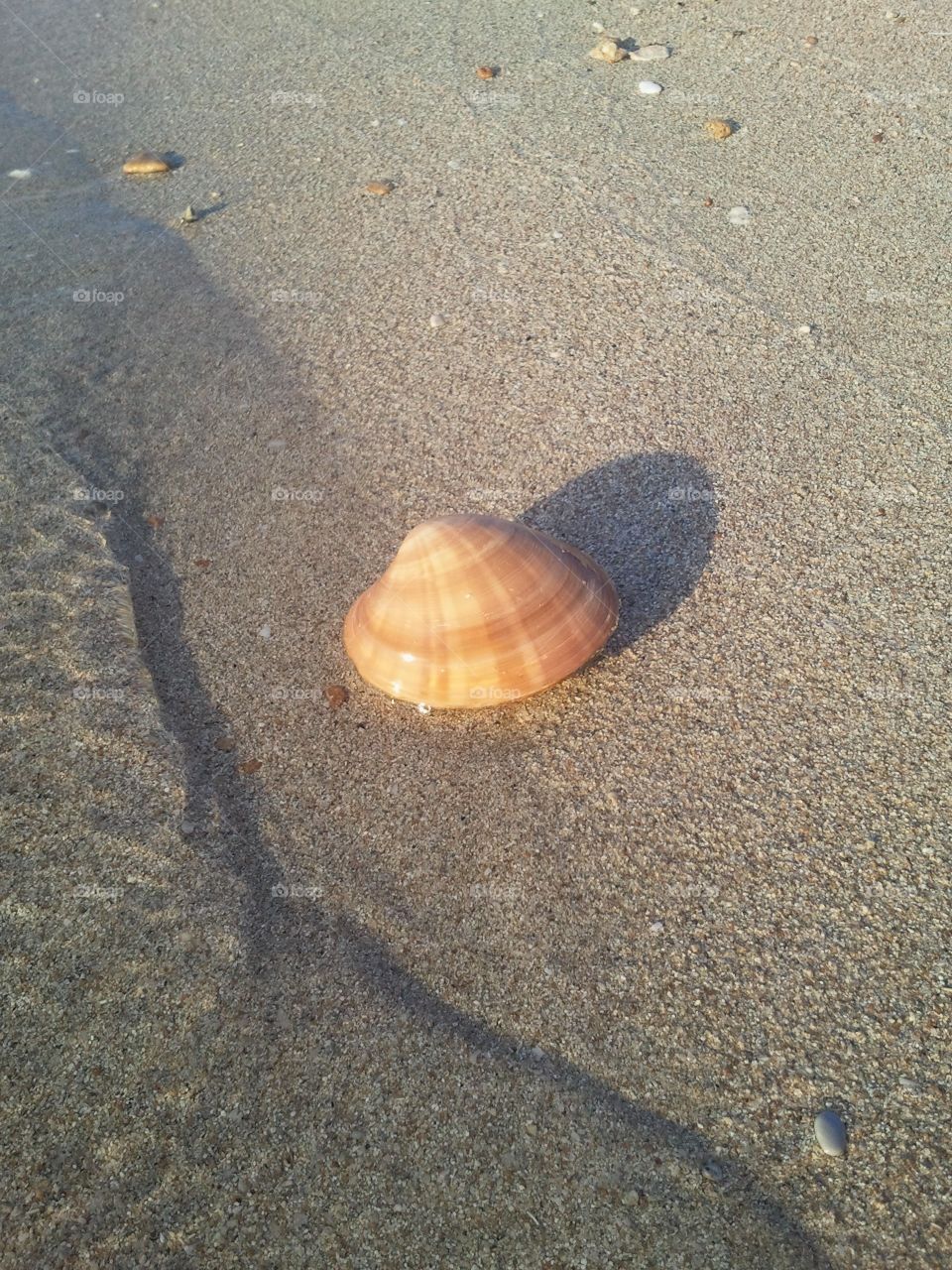 Shell