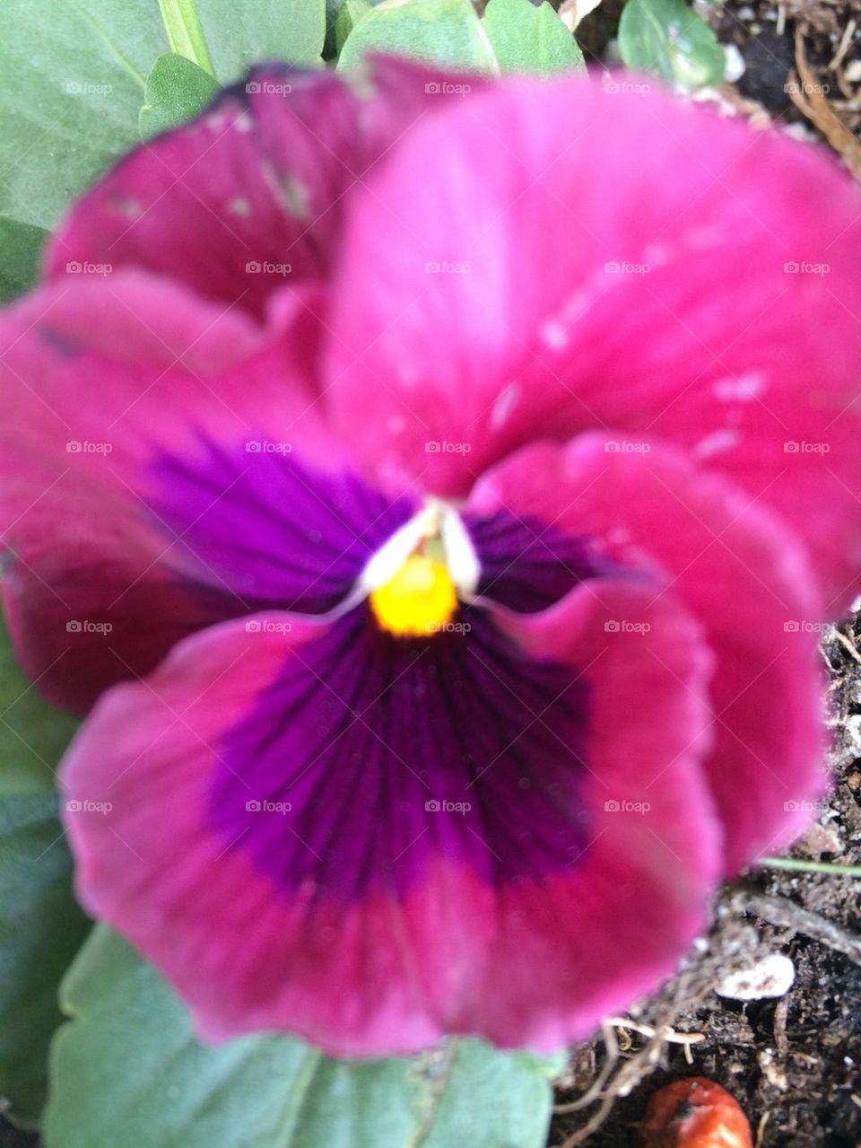 Pansy