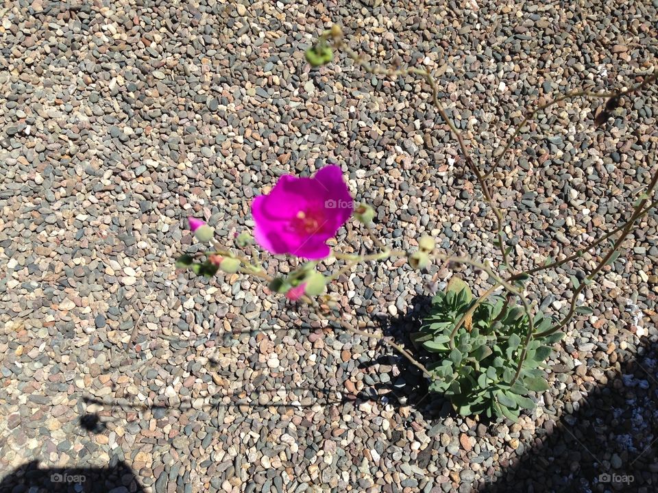 Flower in bloom on a dry day 