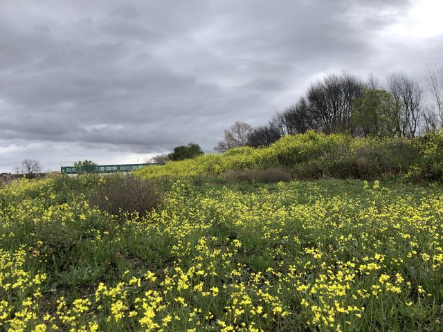 Los flores floración 