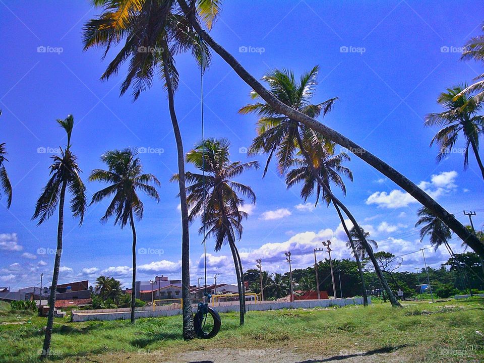 palms, sky and balance