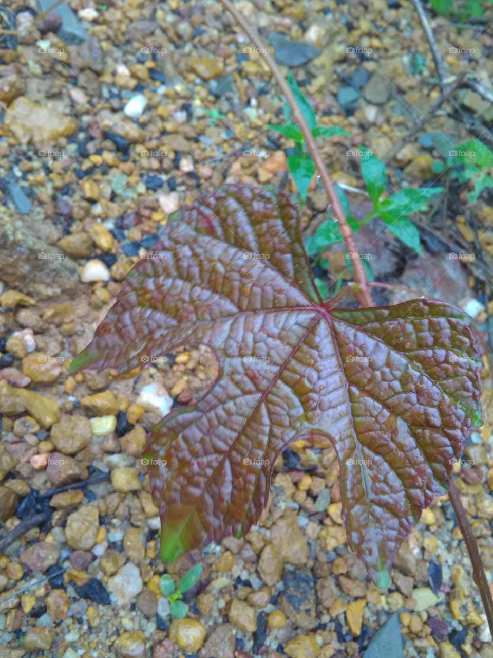 Beautiful leafs on the forest.