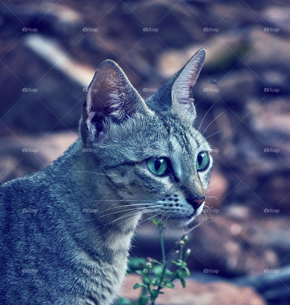 A cat portrait - Curious look to find a prey 