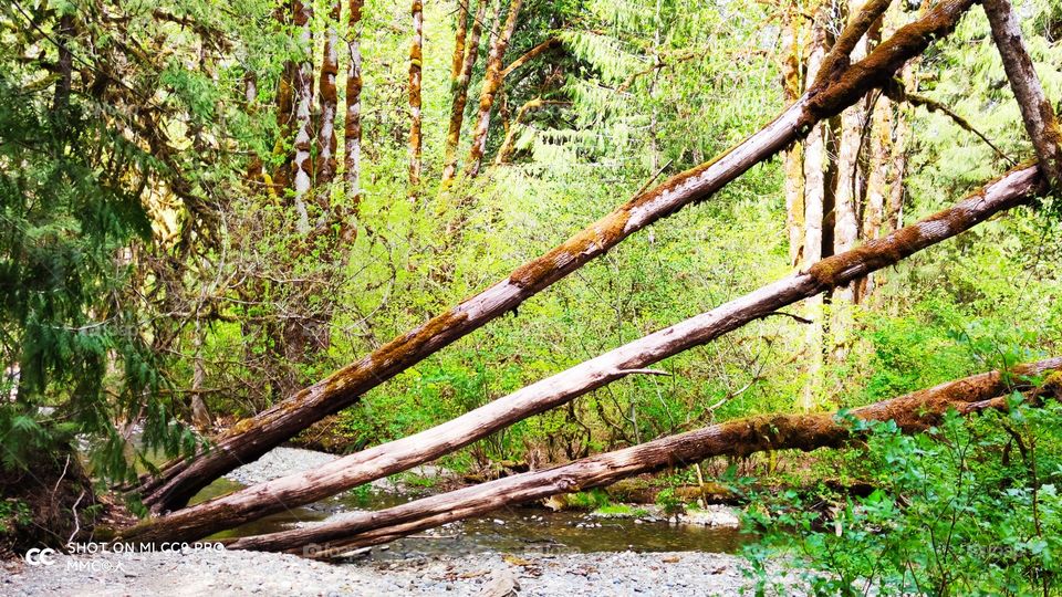 trees and forest series