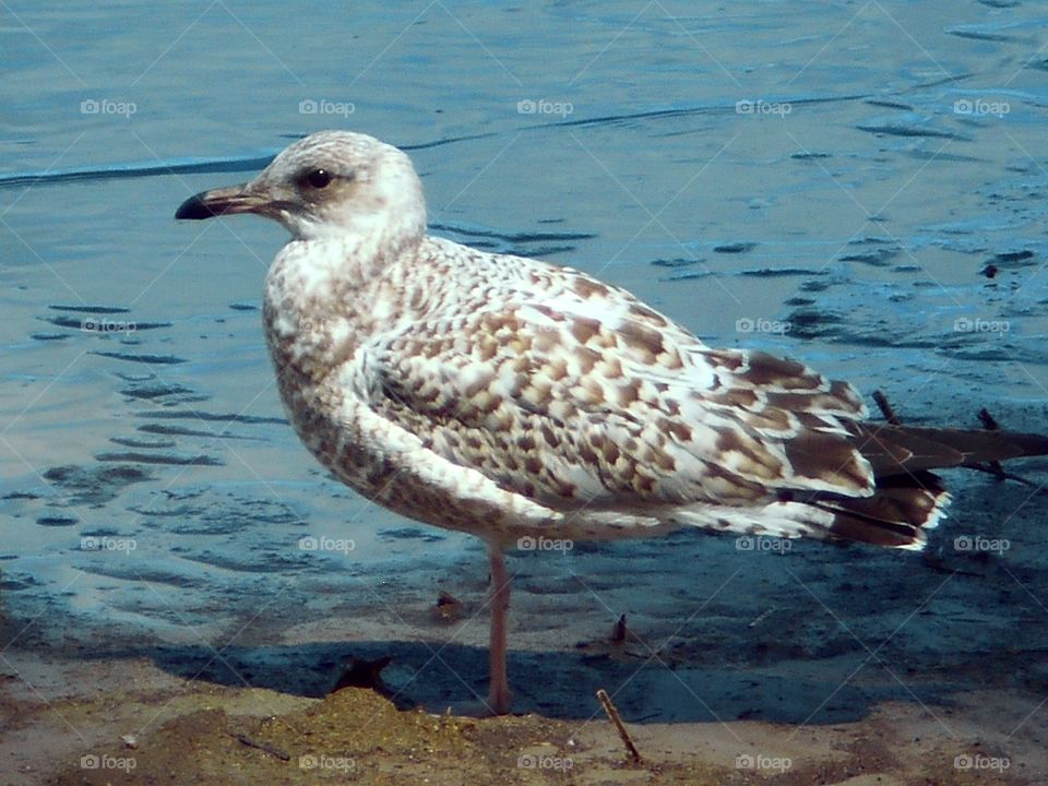 Sea Gull