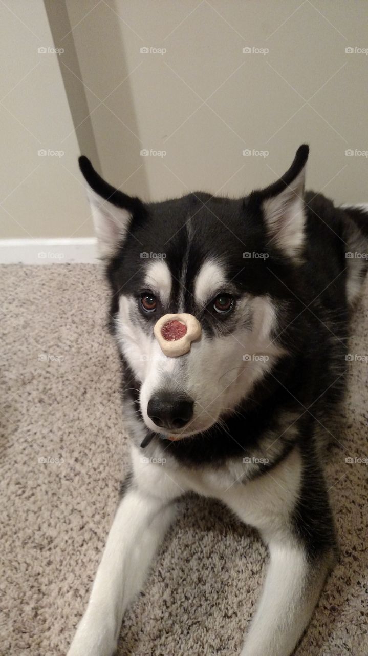 Waiting Patiently. Husky waiting very patiently for his treat.