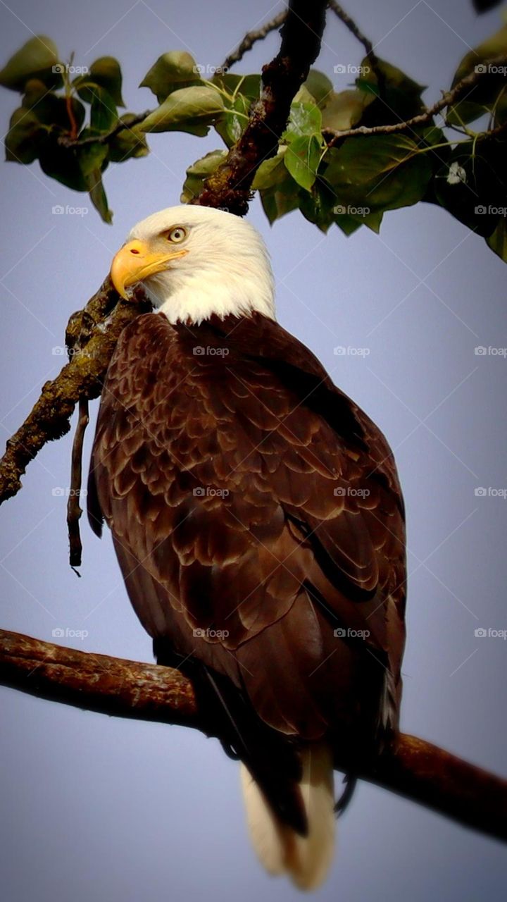 A mature male bald eagle perches high above on a tree branch, clear blue sky in the background 
