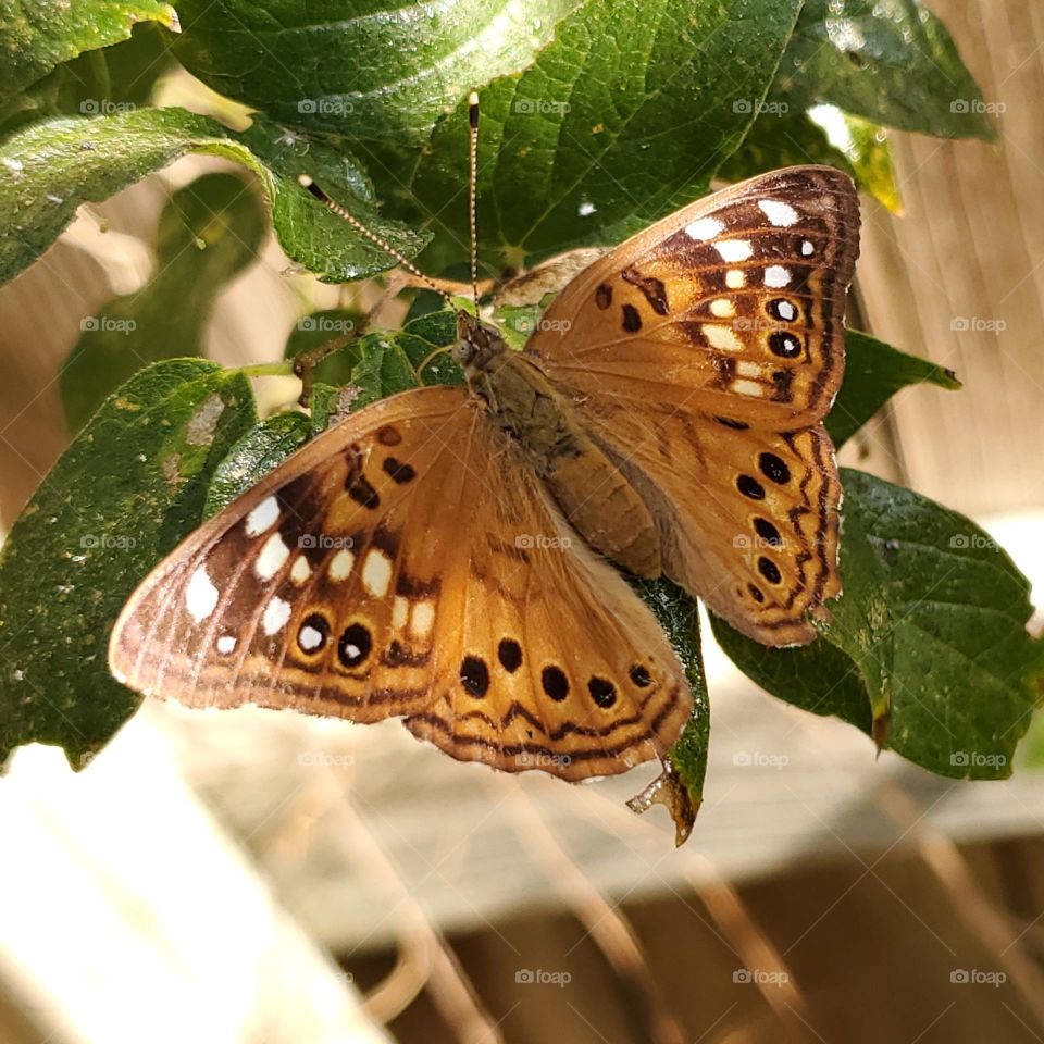 Butterflies - a symbol of hope