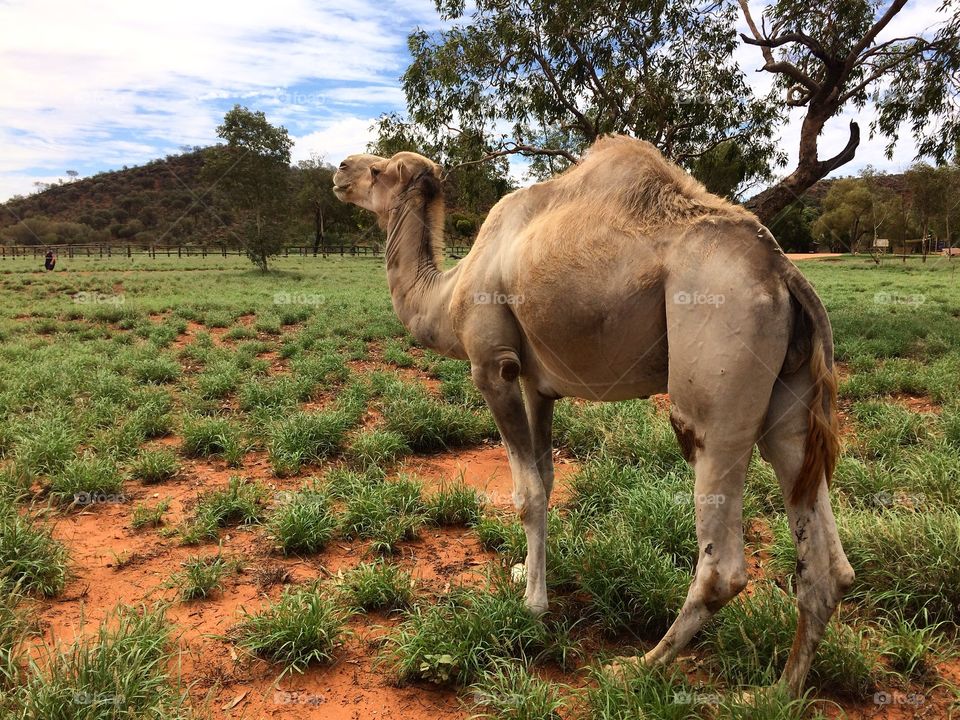 camel standing in australia forest