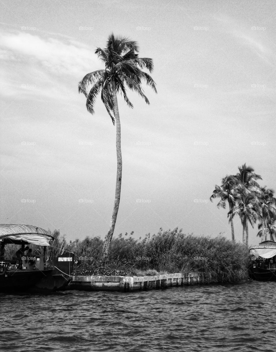 Palm trees and houseboat in the backwaters of Kerala  (black and white)